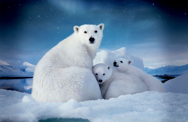 Арктическая комиссия обратится к экологии