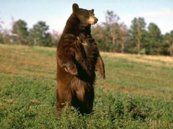 Встреча с медведем. Теперь в Мончегорске