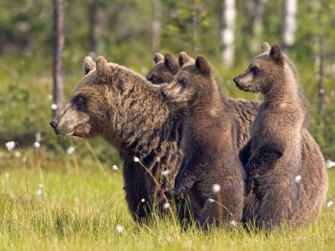 Мурманская область: медведи наступают