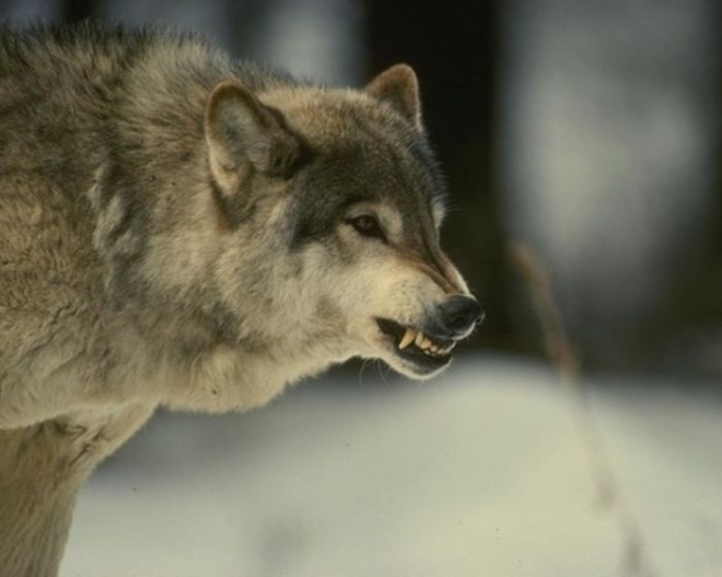 В Кандалакше волк утащил в лес таксу