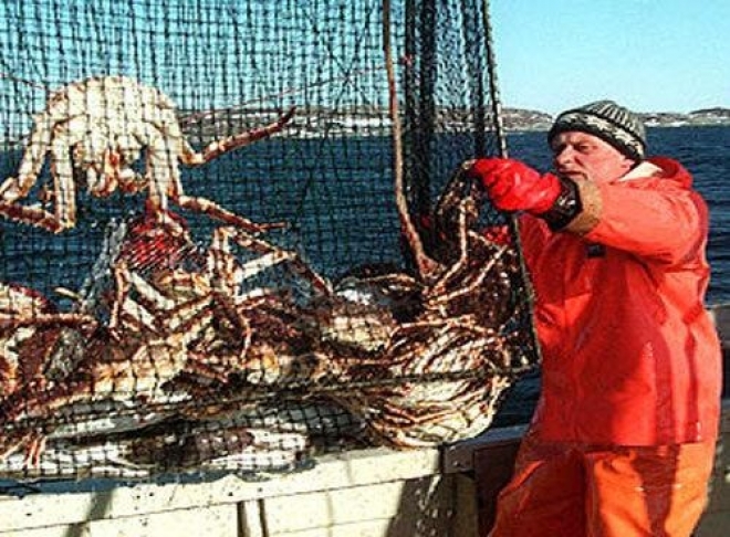 В 2015 году установлен запрет на вылов камчатского краба в Баренцевом море