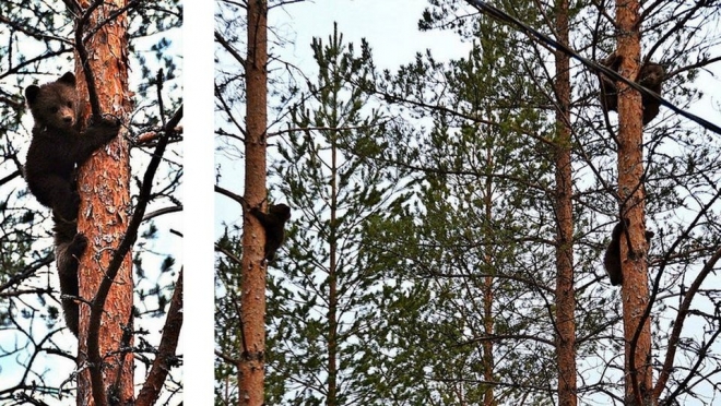 Финляндия: медвежий "автостоп"