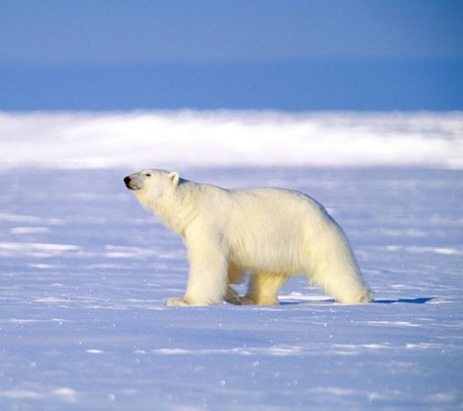 Арктика может стать поводом для начала Третьей мировой?
